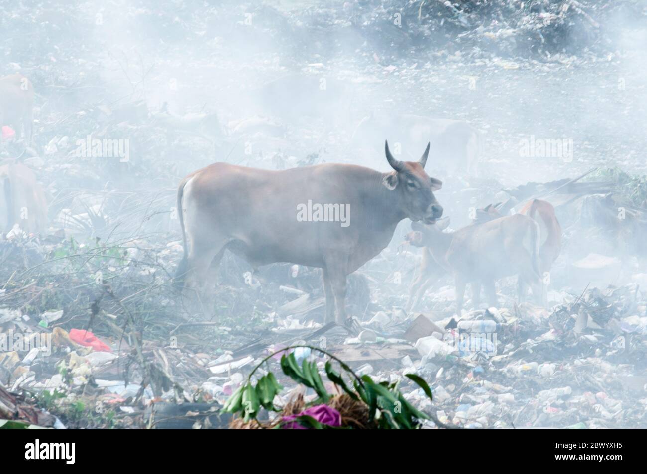 Les vaches étaient en dernière disposition à Dili Timor Leste Banque D'Images
