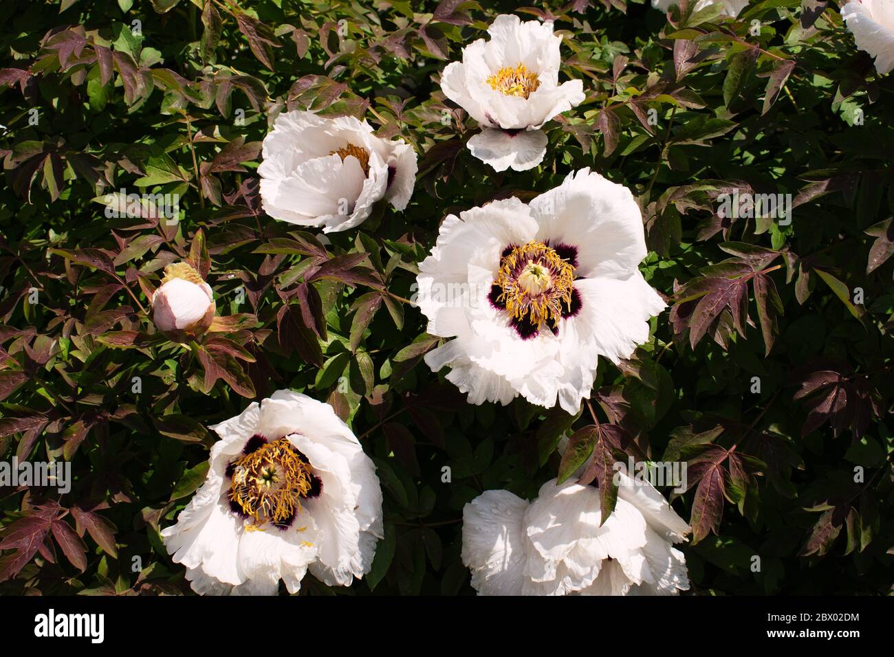 Fleurs de pivoines blanches avec une belle fleur blanche. Springtide. Banque D'Images