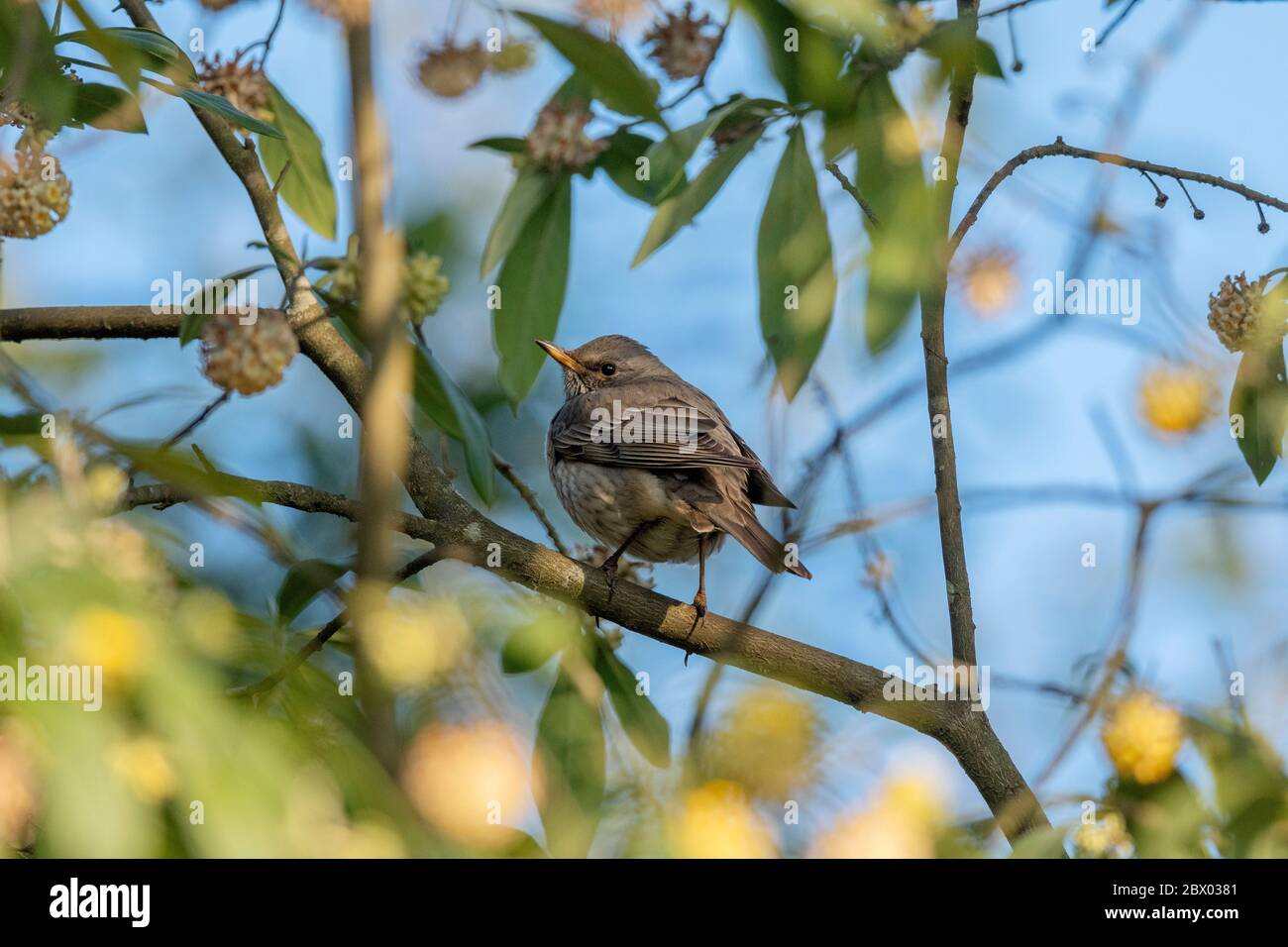 Grive noire, Turdus atogularis, femelle, Ristun, Bengale occidental, Inde Banque D'Images