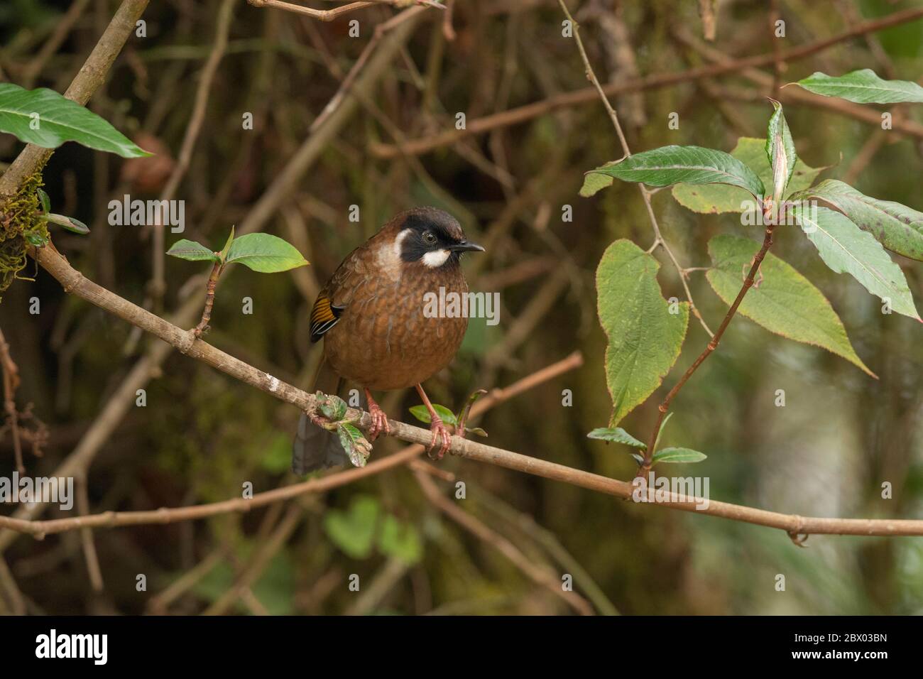 Rigothroush à face noire, affine de Trochalopteron, parc national de Gorumara, Bengale occidental, Inde Banque D'Images