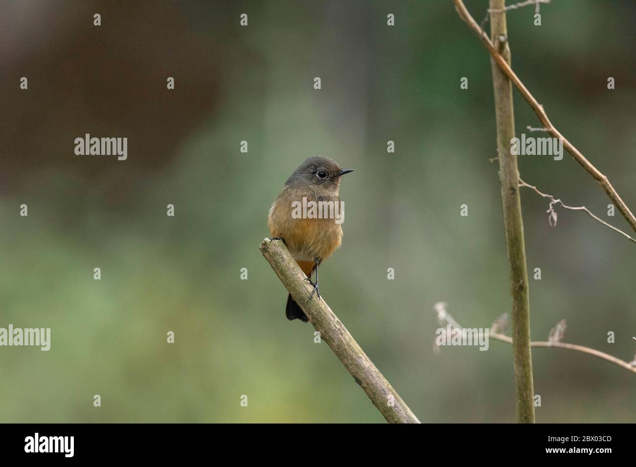 redstart à la façade bleue, Phénicurus frontalis, Femme, Lava, district de Kalimpong, Bengale occidental, Inde Banque D'Images