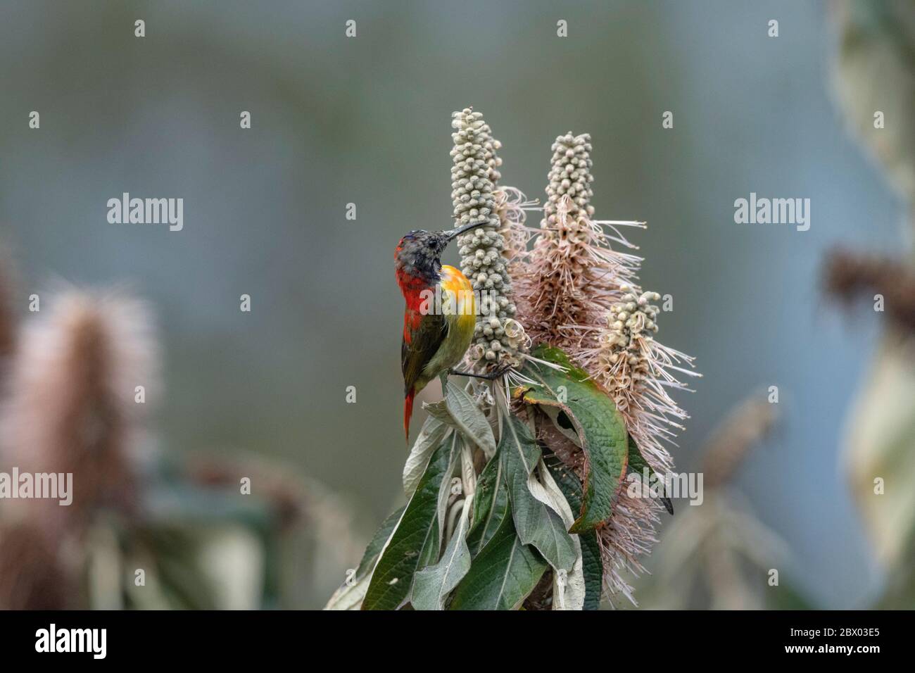 sunbird à queue de feu, Aethopyga ignicauda, Male, Lava, district de Kalimpong, Bengale occidental, Inde Banque D'Images