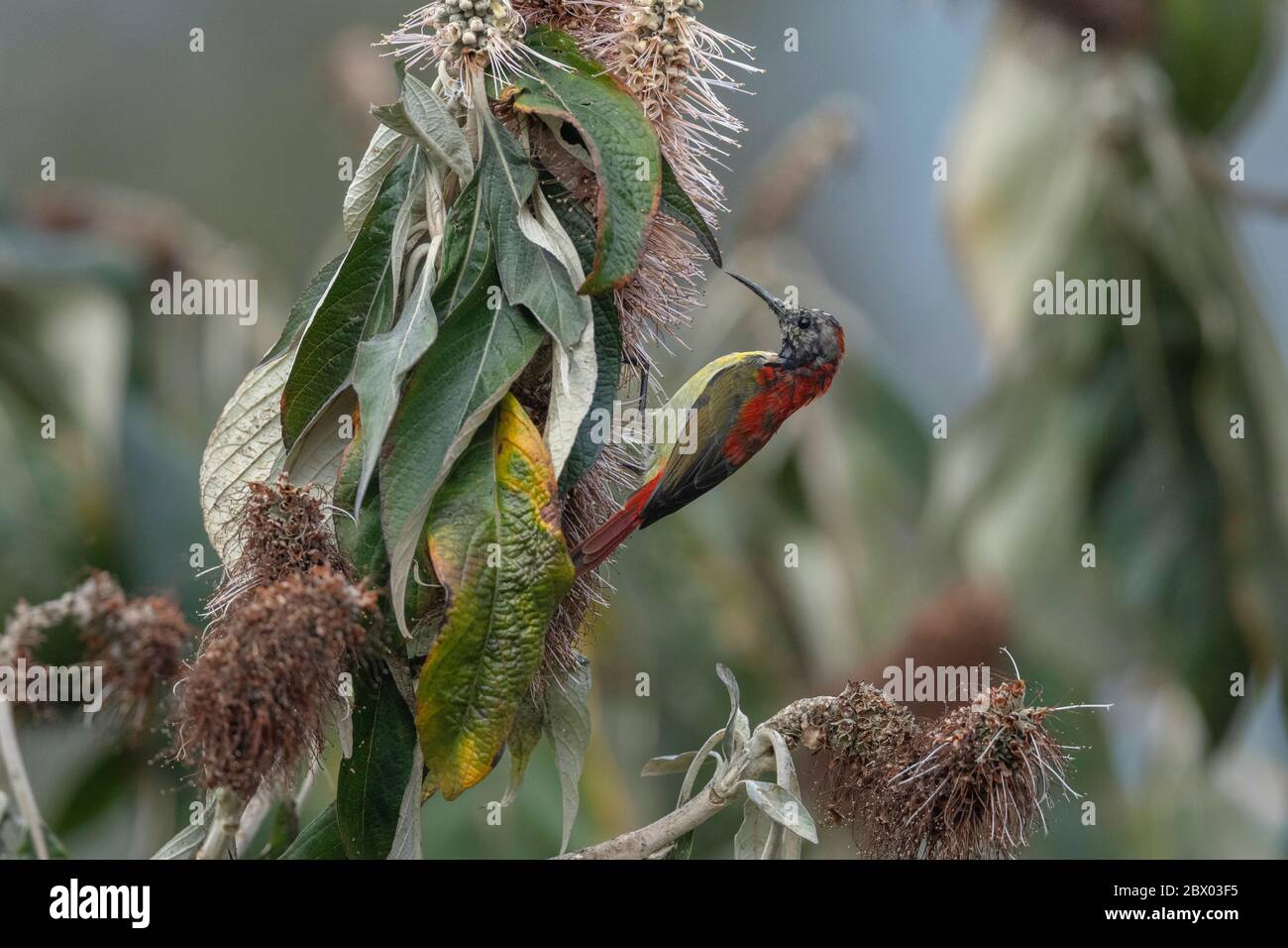 sunbird à queue de feu, Aethopyga ignicauda, Male, Lava, district de Kalimpong, Bengale occidental, Inde Banque D'Images