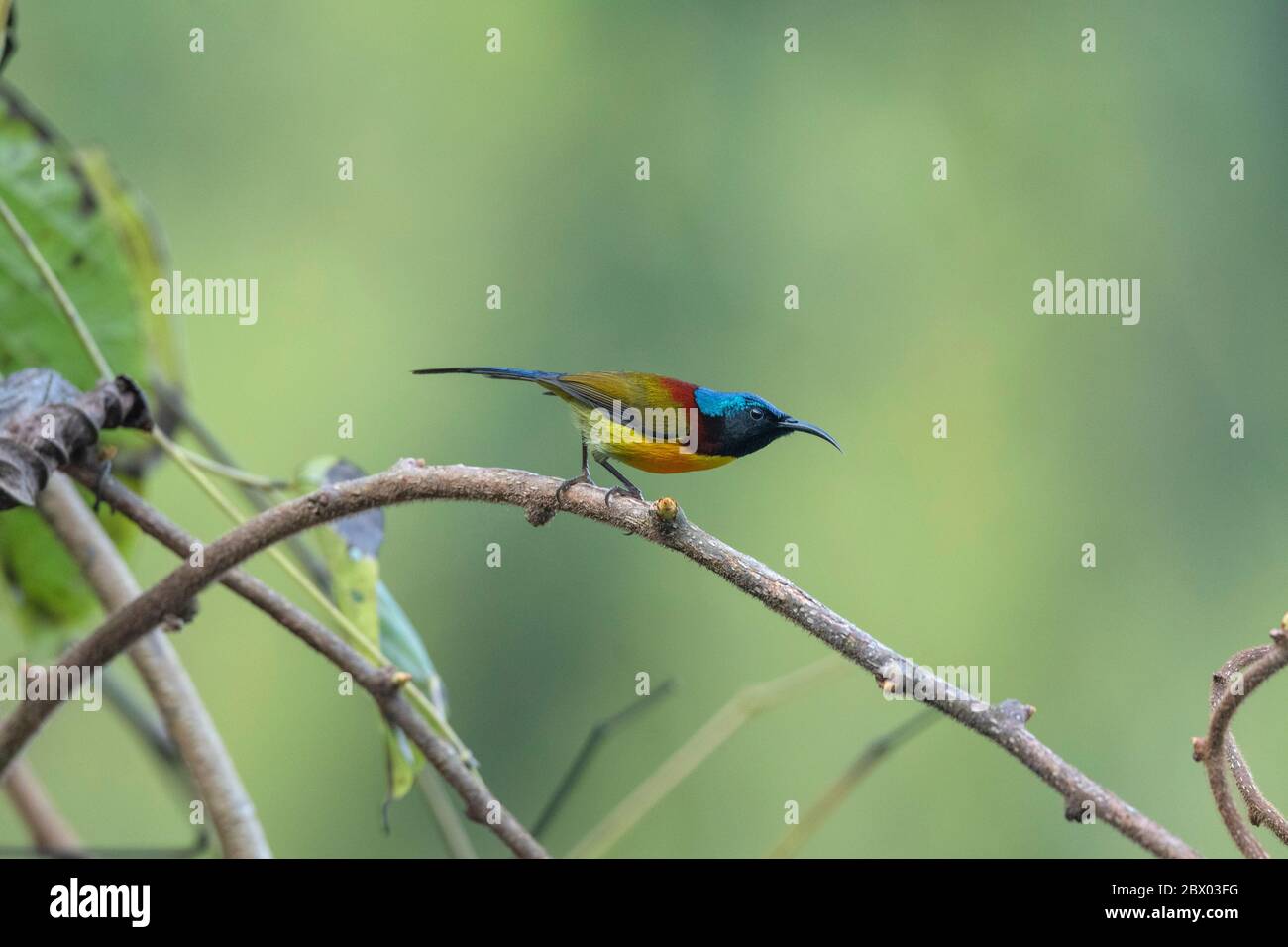 sunbird à queue verte, Aethopyga nipalensis, Male, Lava, district de Kalimpong, Bengale occidental, Inde Banque D'Images