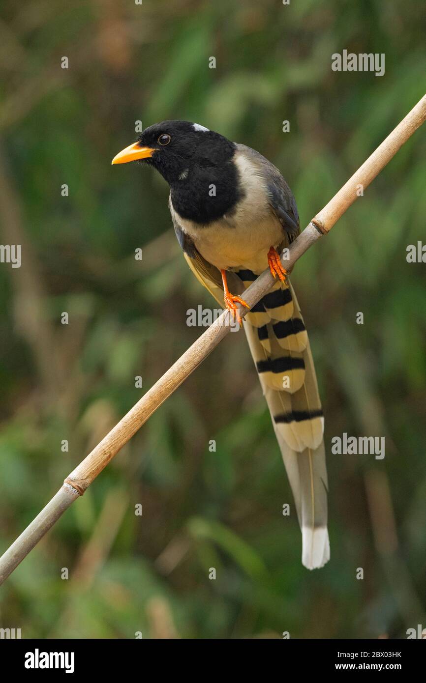 Magpie bleu à bec jaune, Urocissa flavirostris, Parc national de Gorumara, Bengale occidental, Inde Banque D'Images