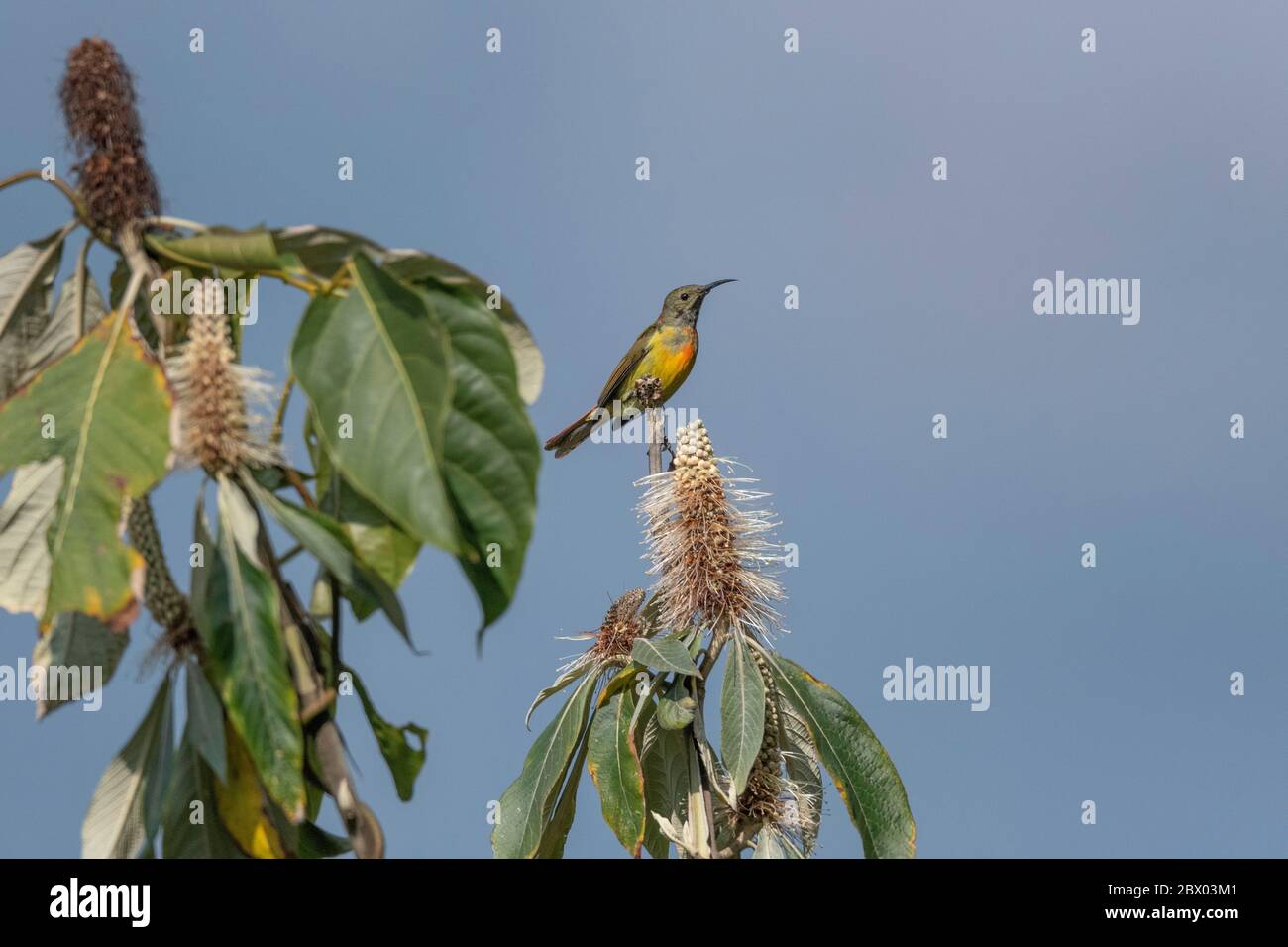 sunbird à queue de feu, Aethopyga ignicauda, Male, Lava, district de Kalimpong, Bengale occidental, Inde Banque D'Images