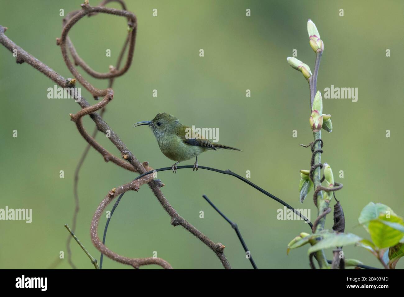 sunbird à queue verte, Aethopyga nipalensis, femelle, Lava, district de Kalimpong, Bengale occidental, Inde Banque D'Images