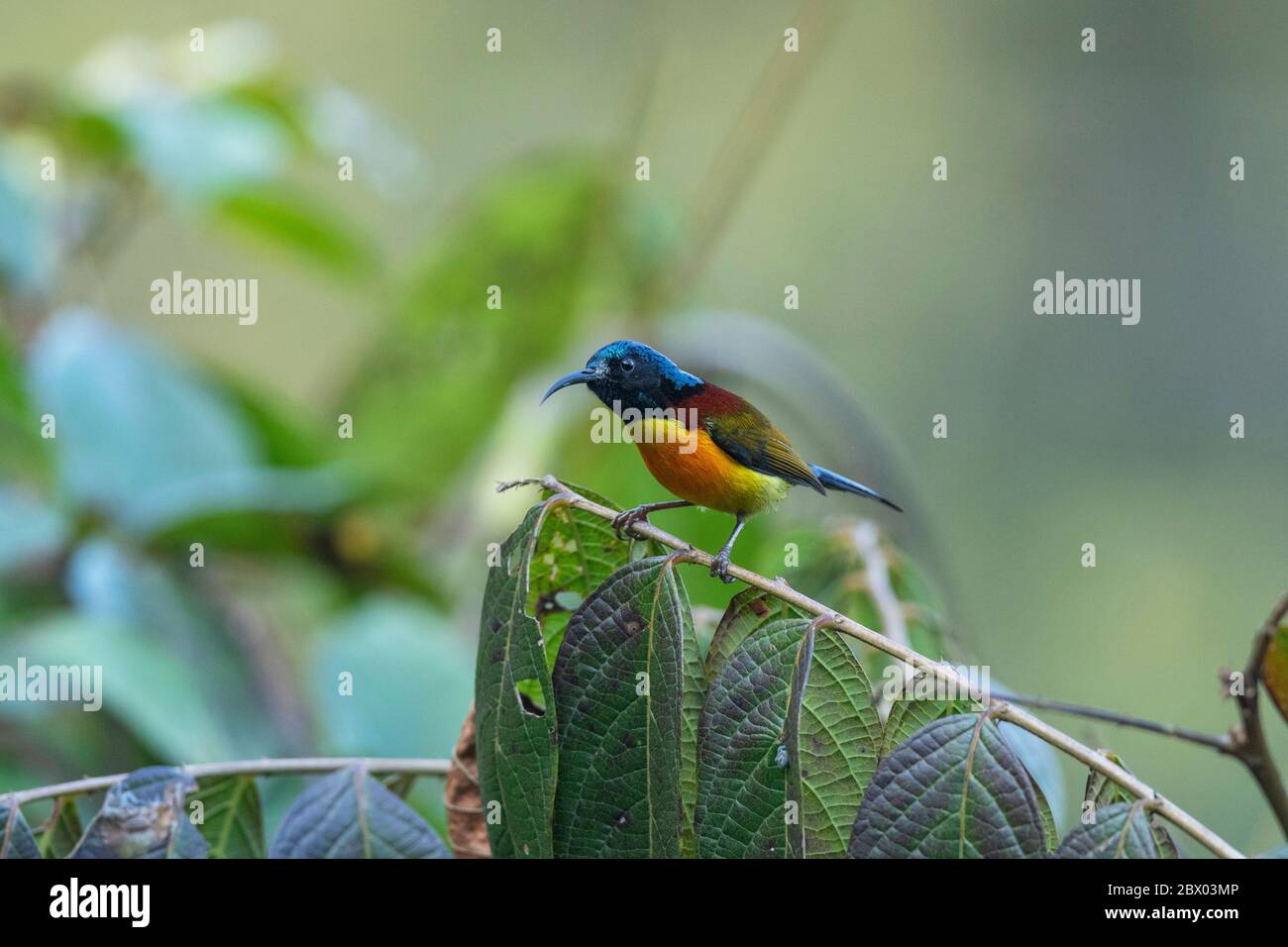 sunbird à queue verte, Aethopyga nipalensis, Male, Lava, district de Kalimpong, Bengale occidental, Inde Banque D'Images