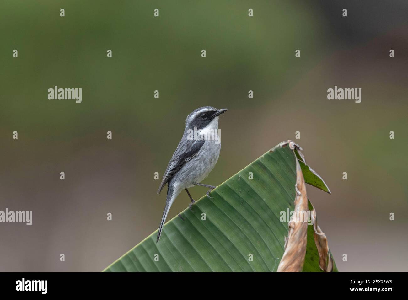 Chat de brousse grise, Saxicola ferreus, Lava, district de Kalimpong, Bengale-Occidental, Inde Banque D'Images