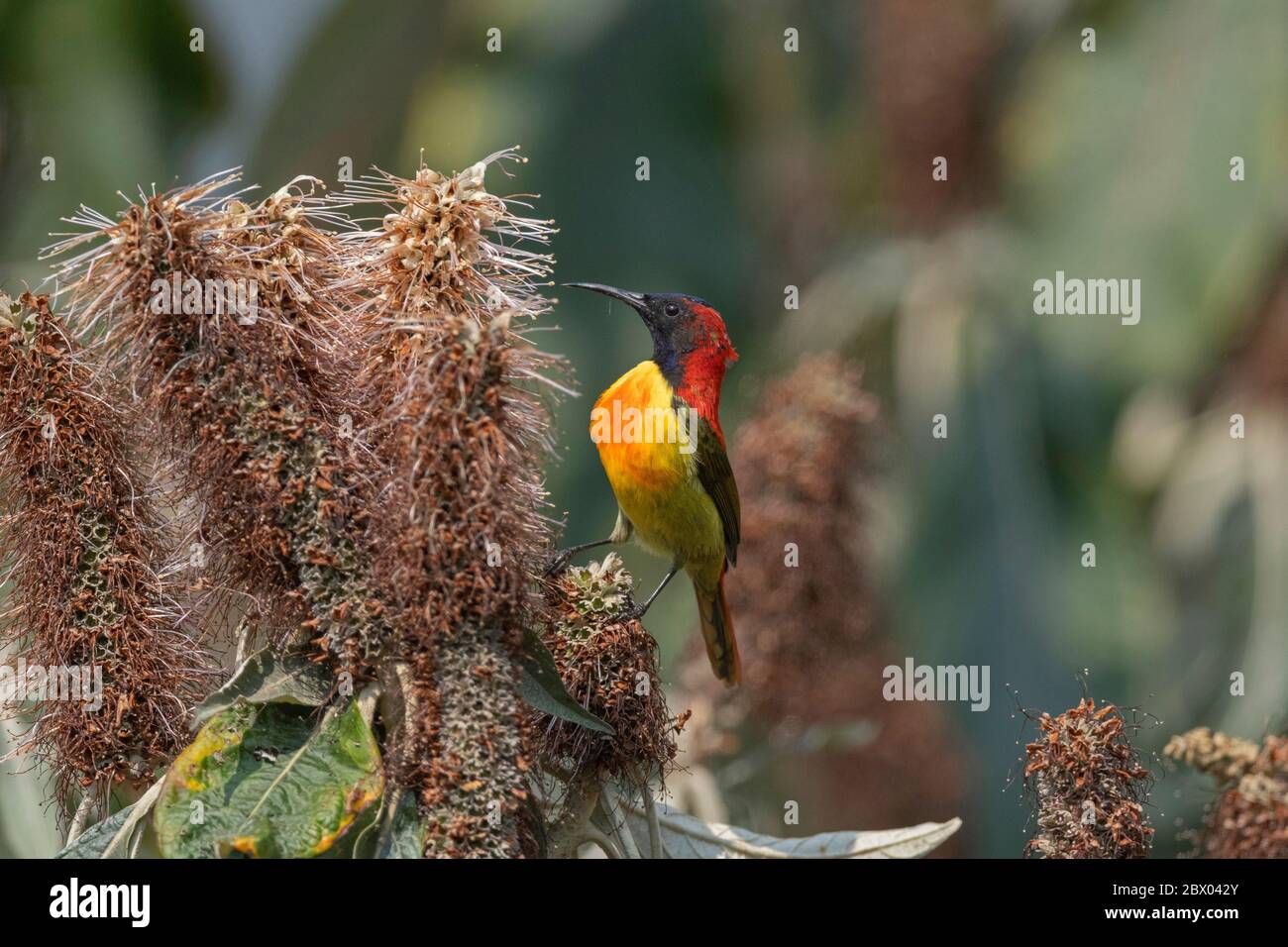 sunbird à queue de feu, Aethopyga ignicauda, Male, Lava, district de Kalimpong, Bengale occidental, Inde Banque D'Images