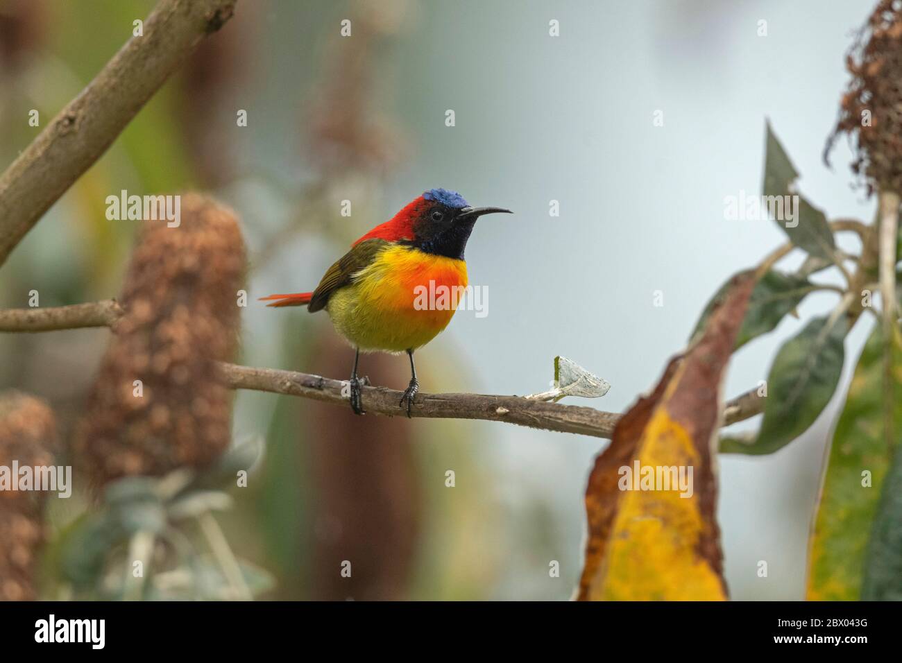 sunbird à queue de feu, Aethopyga ignicauda, Male, Lava, district de Kalimpong, Bengale occidental, Inde Banque D'Images