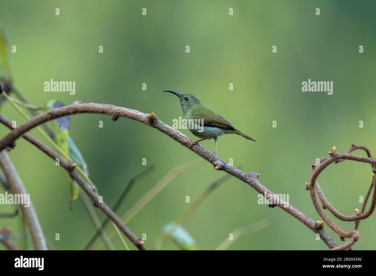 sunbird à queue verte, Aethopyga nipalensis, femelle, Lava, district de Kalimpong, Bengale occidental, Inde Banque D'Images