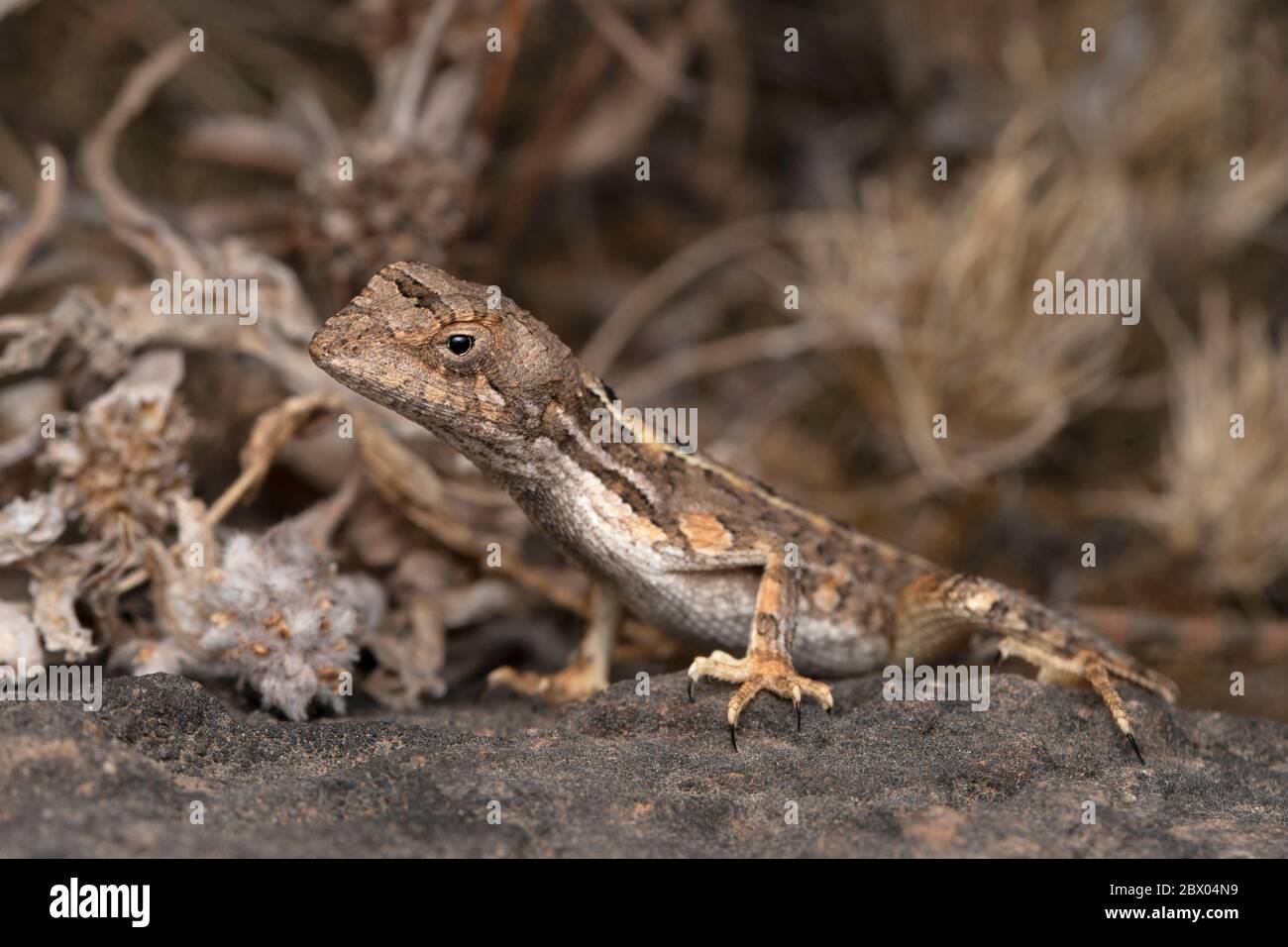 Lisard à gorge éventail incolore, Sarada superba, Satara, Maharashtra, Inde Banque D'Images