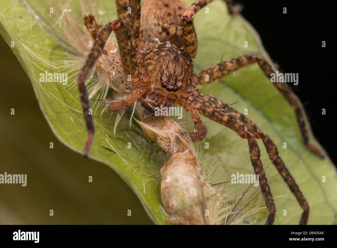 Spider errant avec proie, concept de faune de centipede-nature Banque D'Images