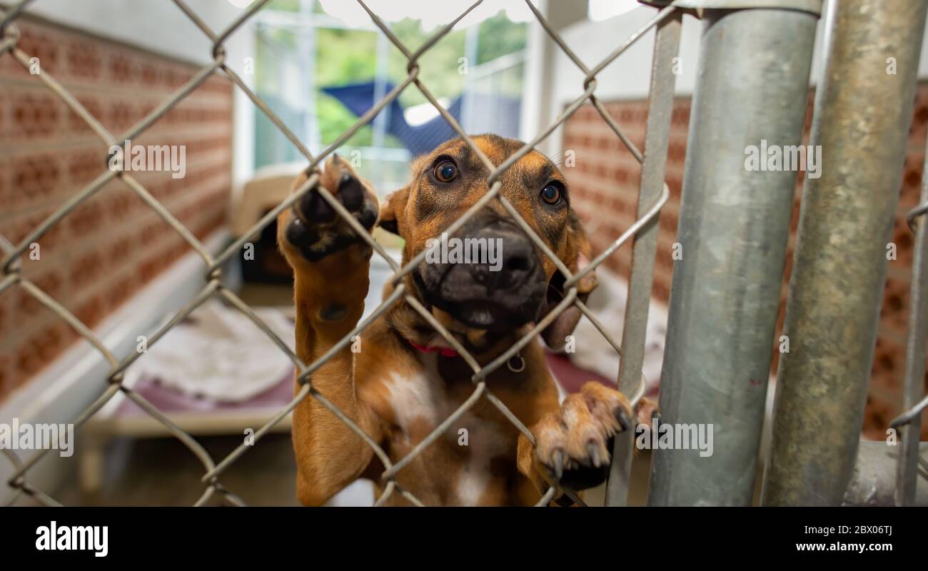 Un chien de sauvetage à un abri pour animaux regarde à travers la clôture Banque D'Images