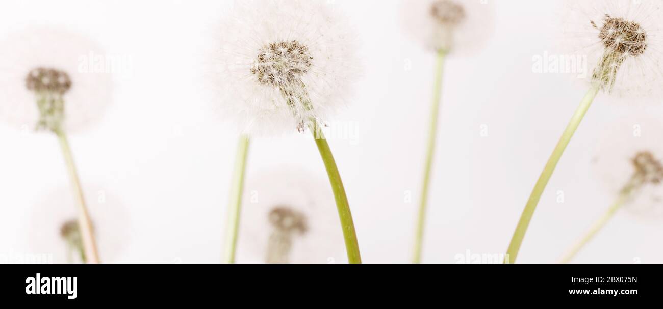 Macro d'un pissenlit moelleux, mise en page florale créative, horizontale. Banque D'Images