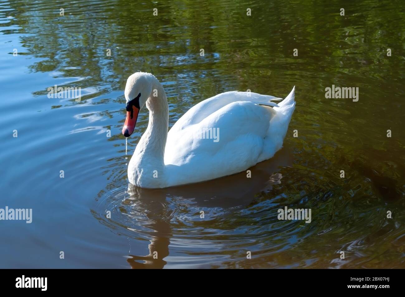 le cygne blanc nage dans le lac. magnifique oiseau d'eau. photo de stock Banque D'Images