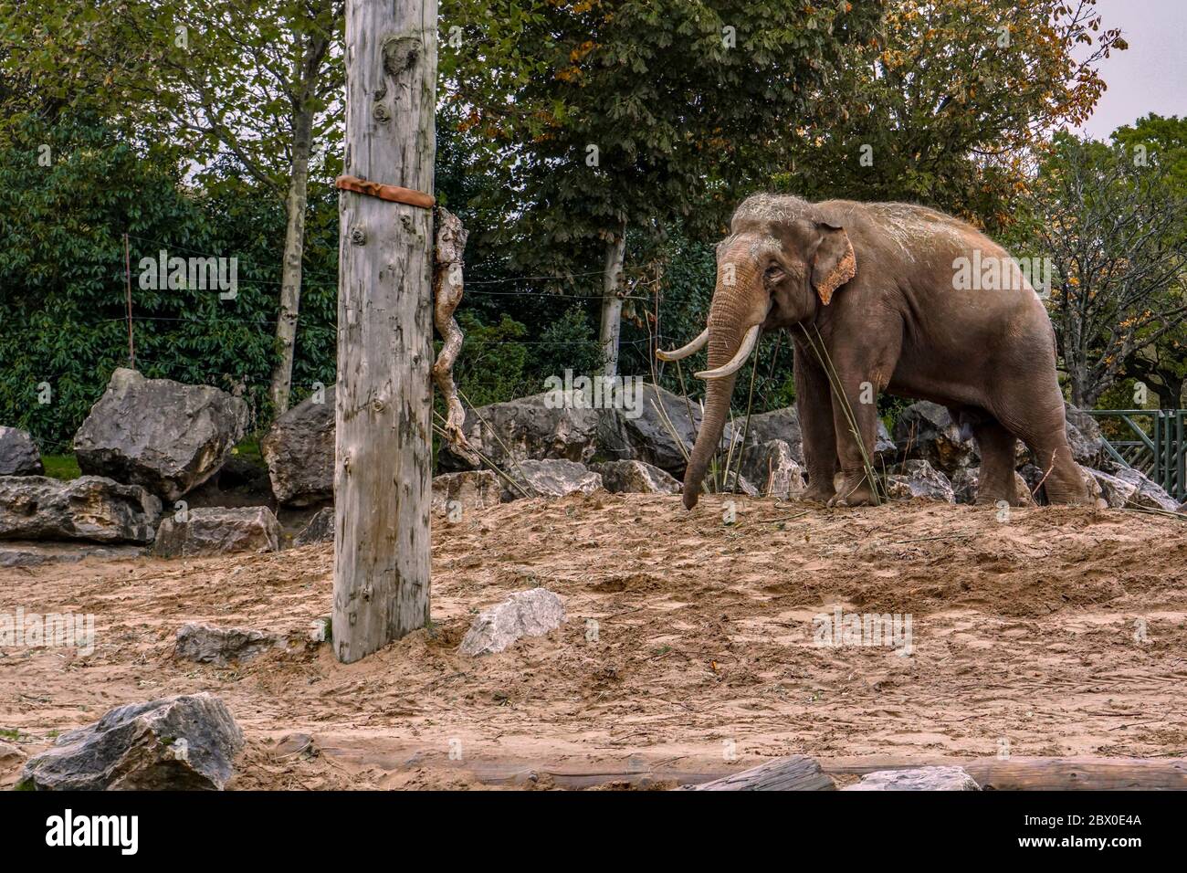 Éléphant mâle dans le zoo Banque D'Images