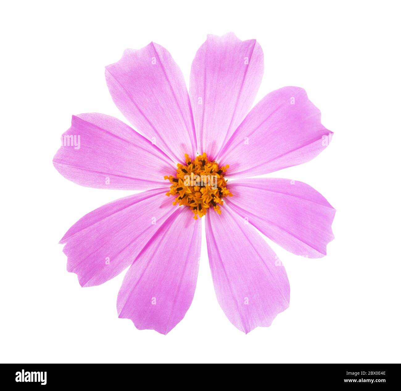 Cosmos rose flower isolated on white background. Jardin Cosmos Banque D'Images