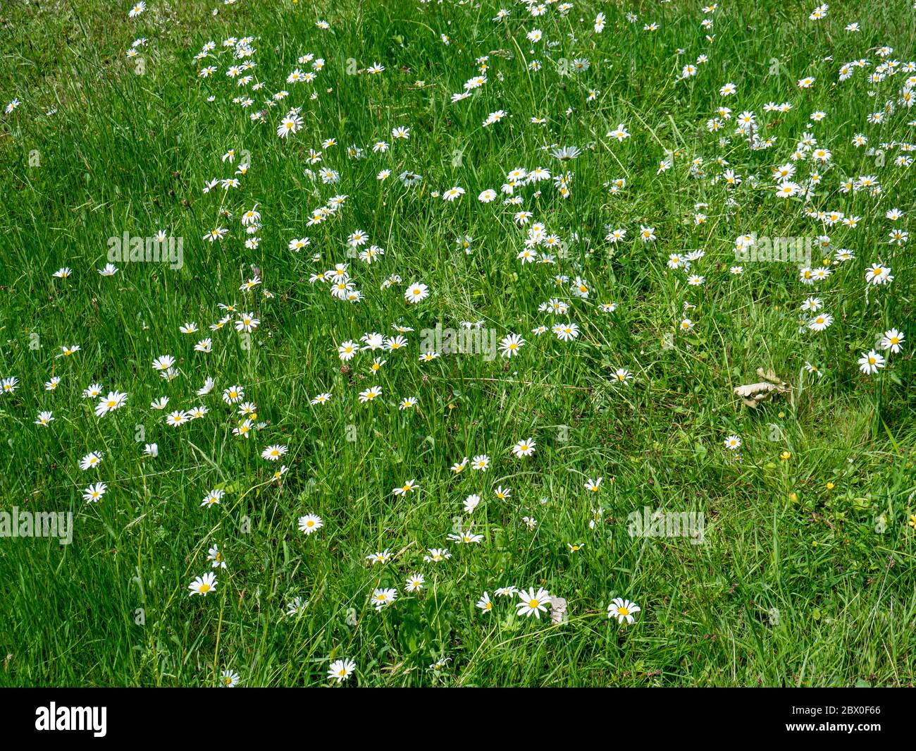Meadow Mageriten fleurit au printemps Banque D'Images