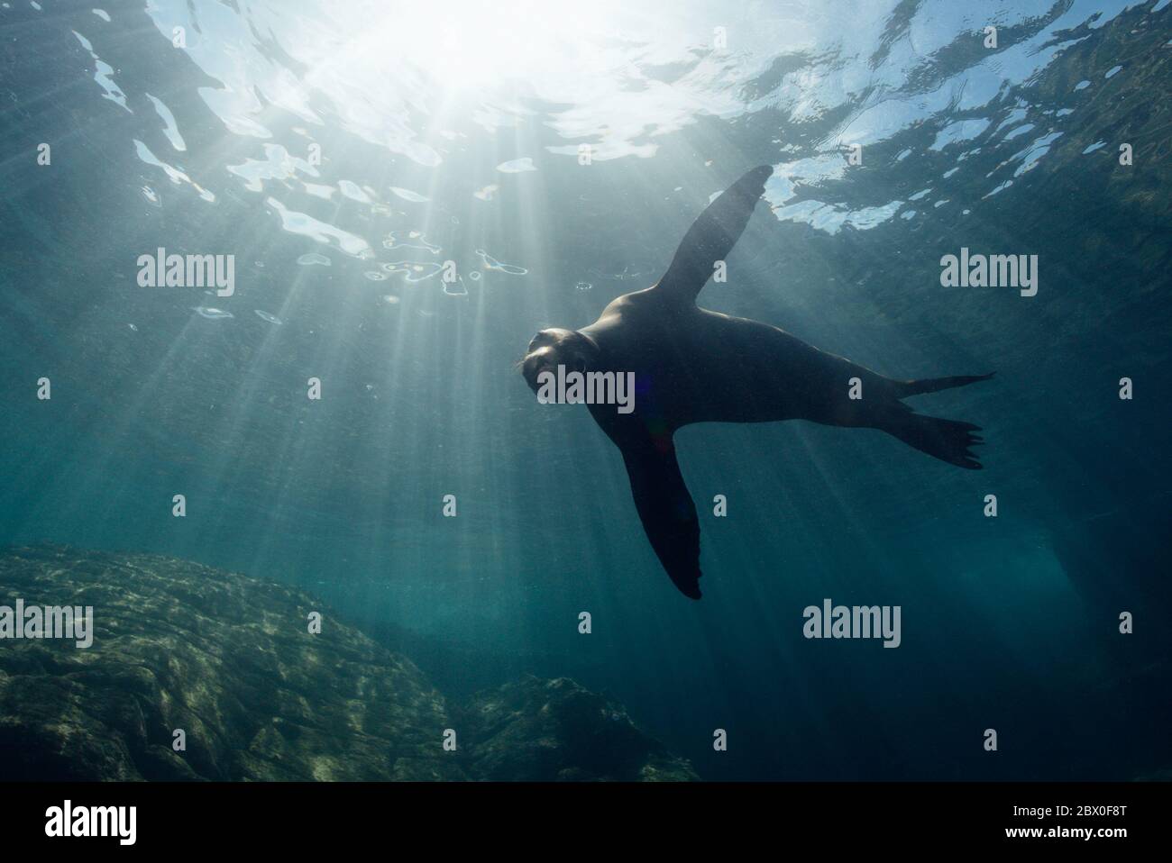 Le mâle de la Californie sauvage (Zalophus californianus) nage dans l'eau autour de Los Islotes, Baja California, Mexique. Banque D'Images