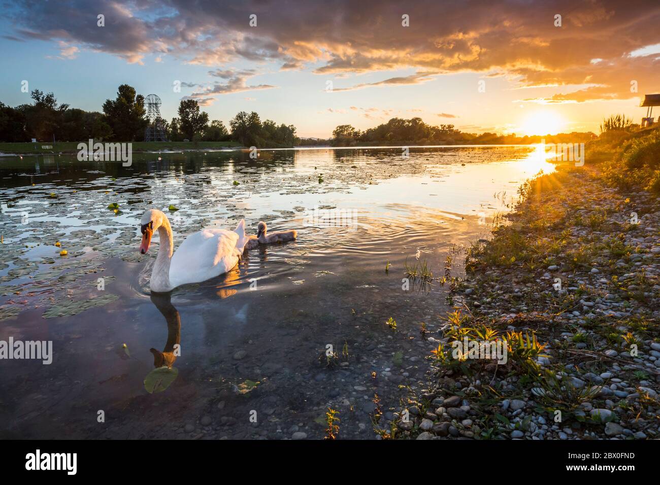 Cygne avec poussins au coucher du soleil sur le lac Banque D'Images