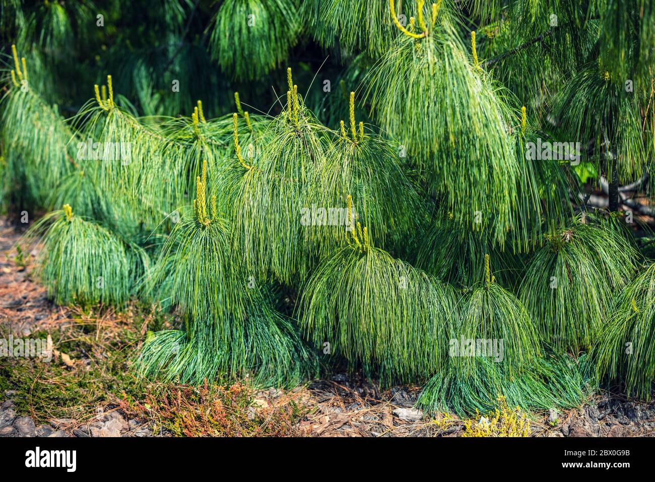 Jeunes pousses de cônes de pin, le feuillage du pin du Bhoutan pin (pin himalayan, Pinus wallichiana) Banque D'Images