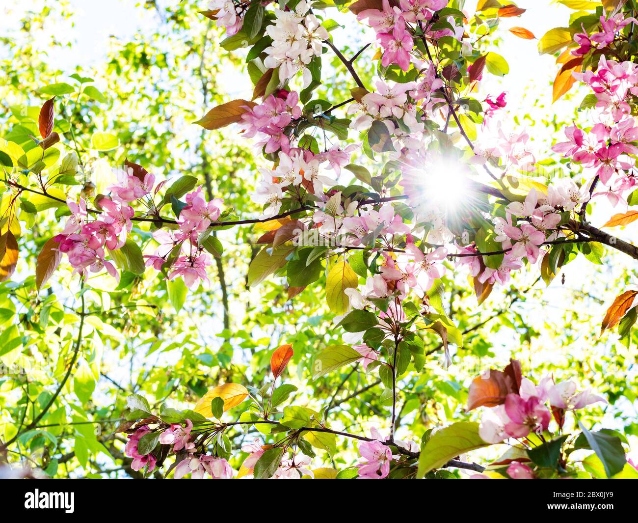 printemps en ville - branches de pommier avec fleurs roses dans le jardin urbain et rayons du soleil Banque D'Images