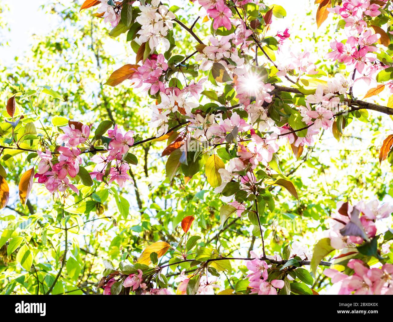 printemps en ville - branches de pommier avec fleurs roses dans le jardin urbain Banque D'Images