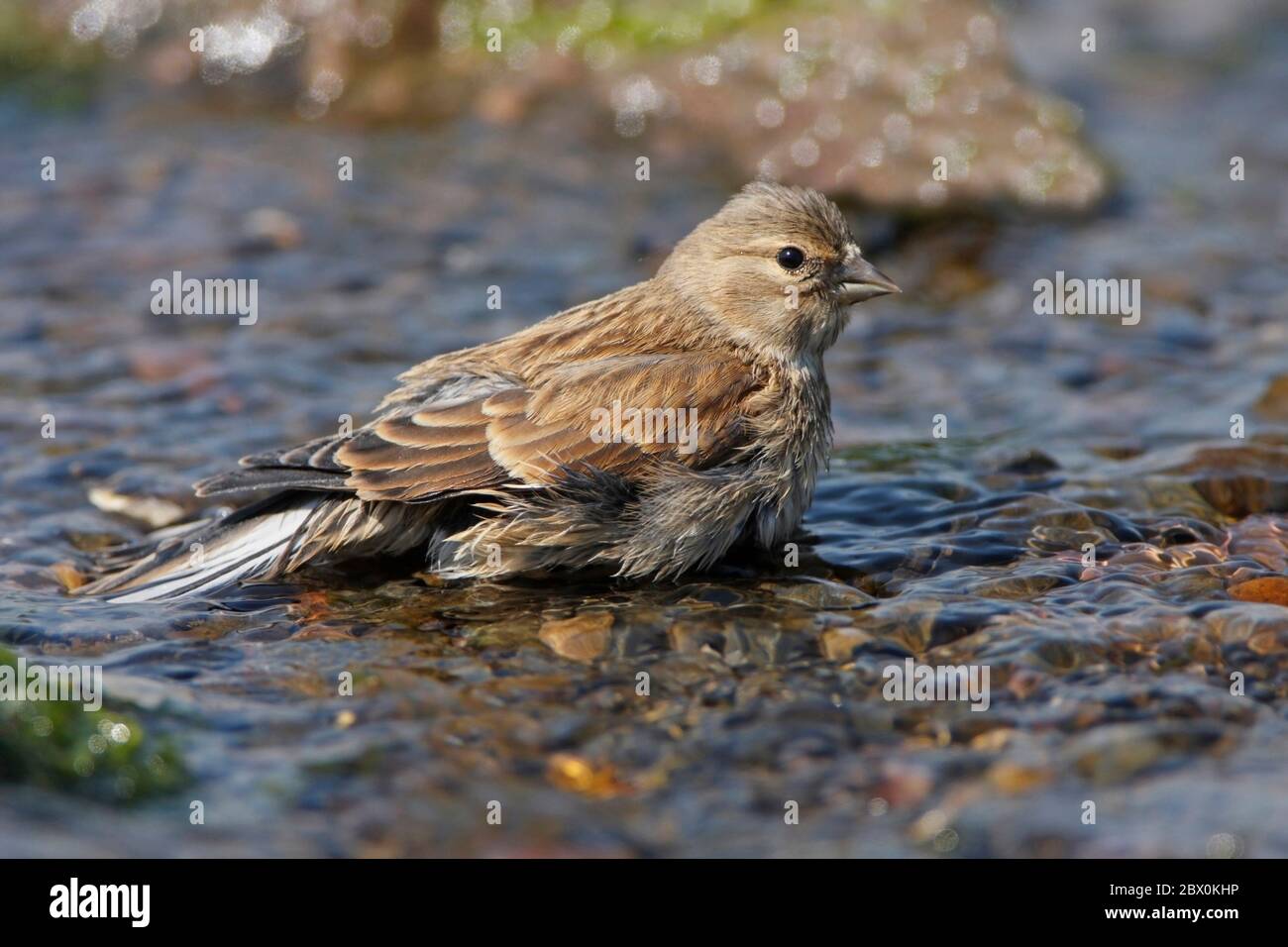 LINNET, ROYAUME-UNI. Banque D'Images