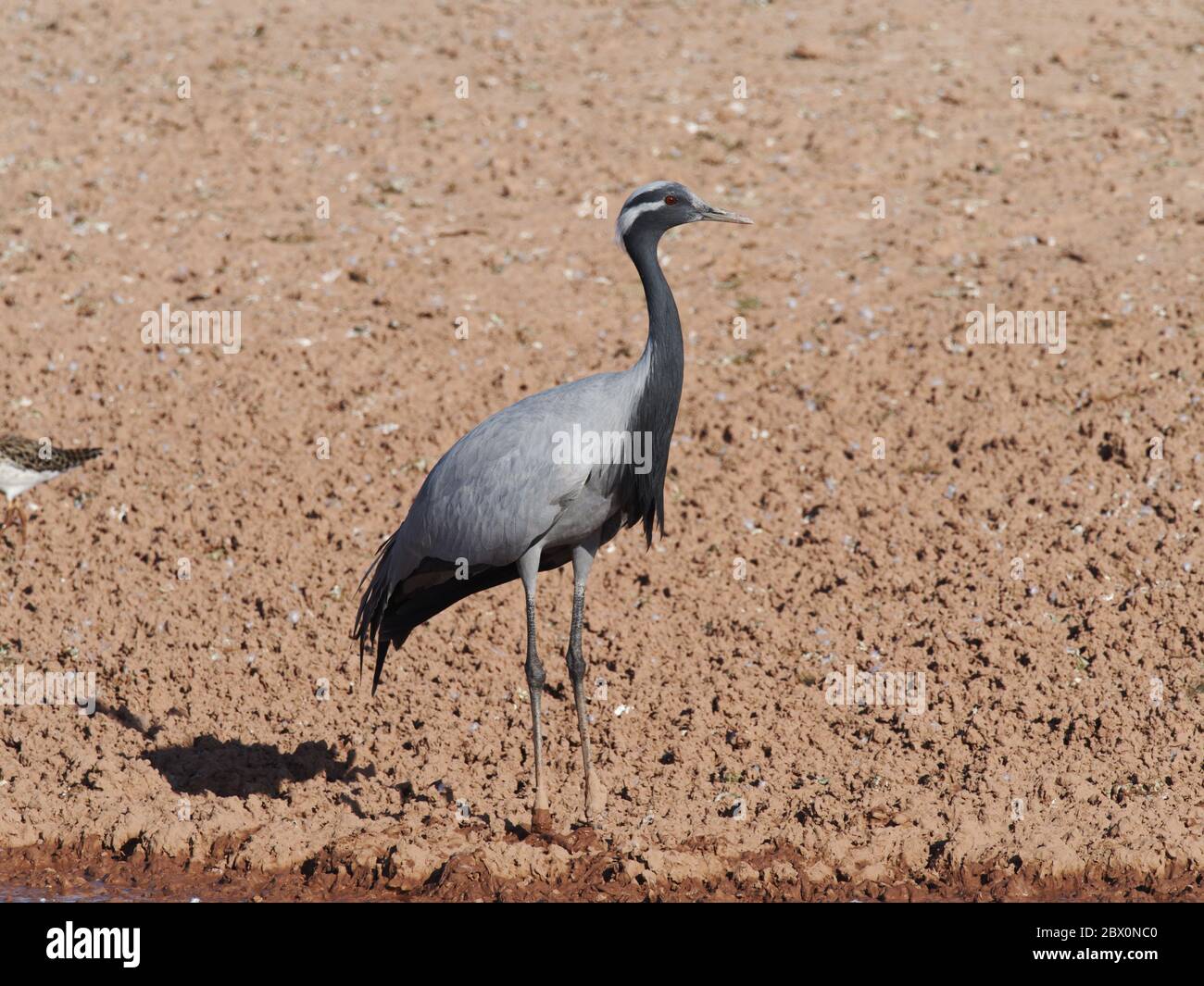 Demoiselle Crane Grus virgo Khichhan, Rajasthan, Inde BI032701 Banque D'Images