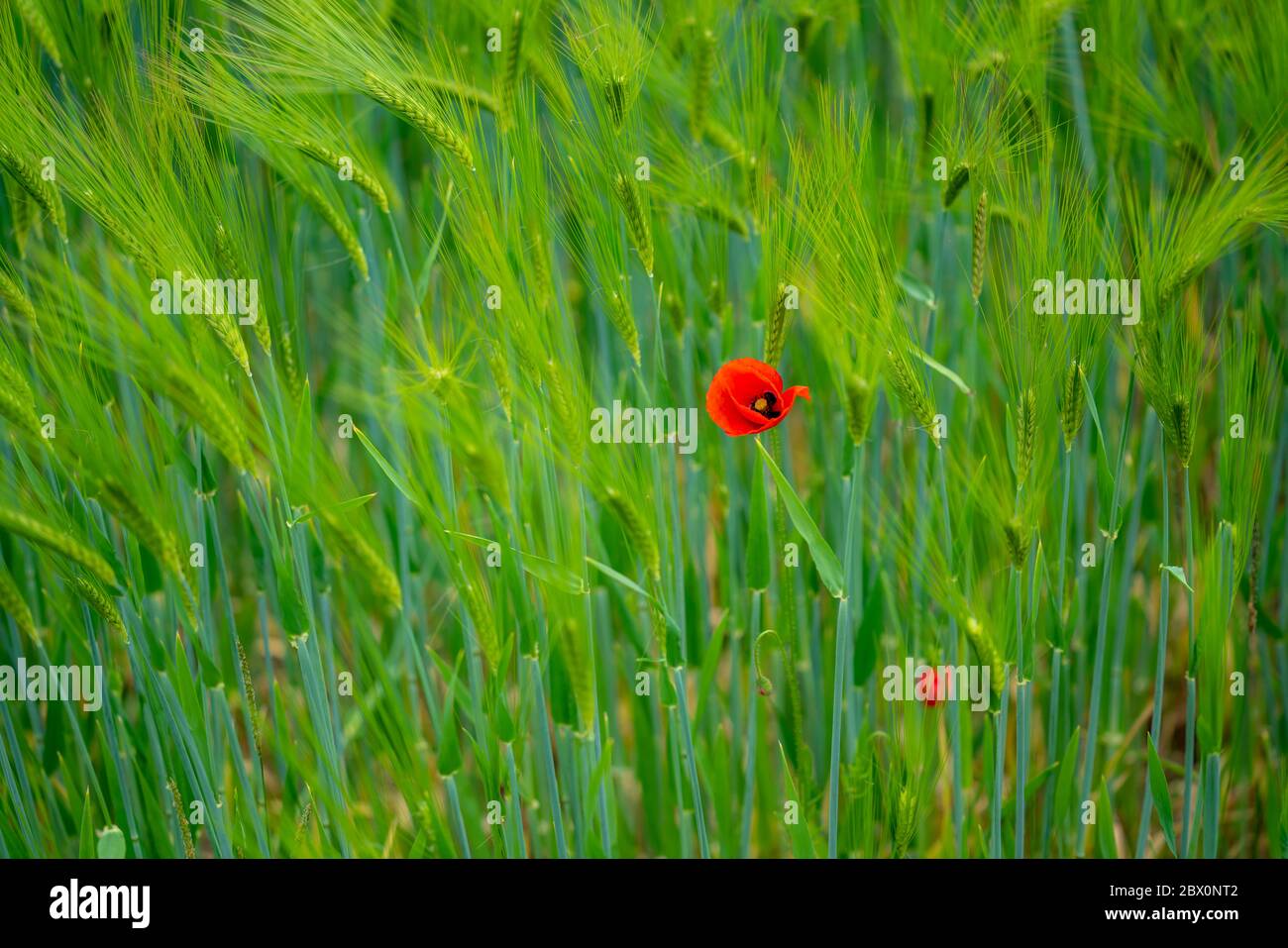 Pavot dans un champ de blé, Allemagne Banque D'Images