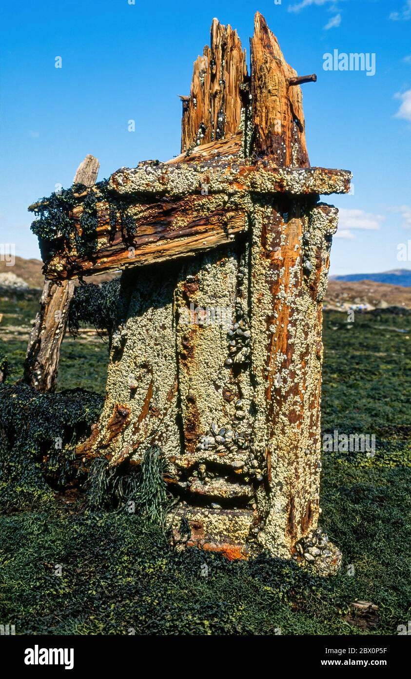 Vieux barnacle incrusté de bois de bois de charpente de naufrage en décomposition parmi les algues à marée basse, Heast, île de Skye, Écosse, Royaume-Uni Banque D'Images