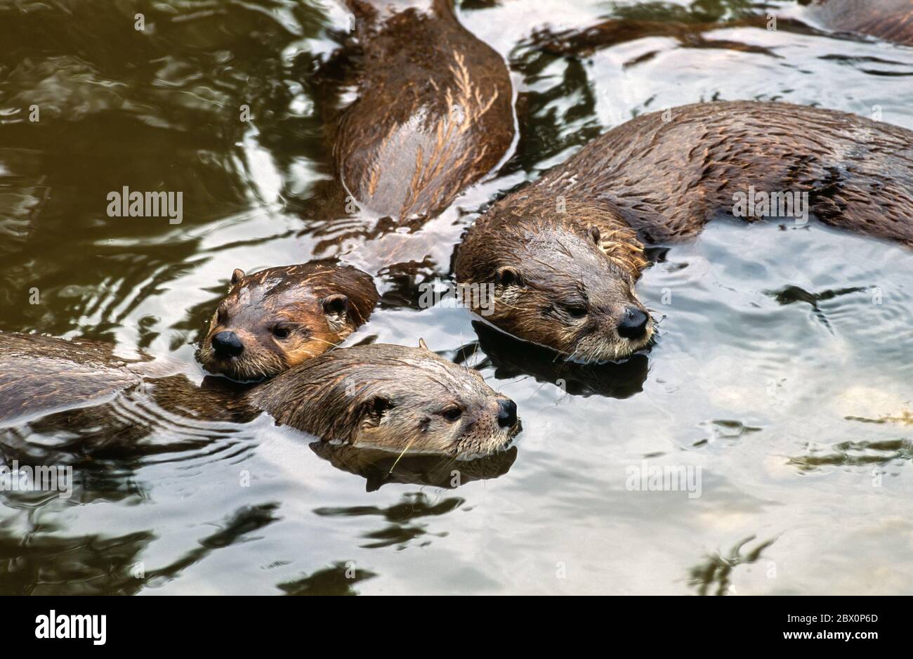 Une famille de loutres européens (Lutra lutra) nageant dans l'eau, Dartmoor Otter Sanctuary, Buckfastleigh, Devon, Royaume-Uni Banque D'Images