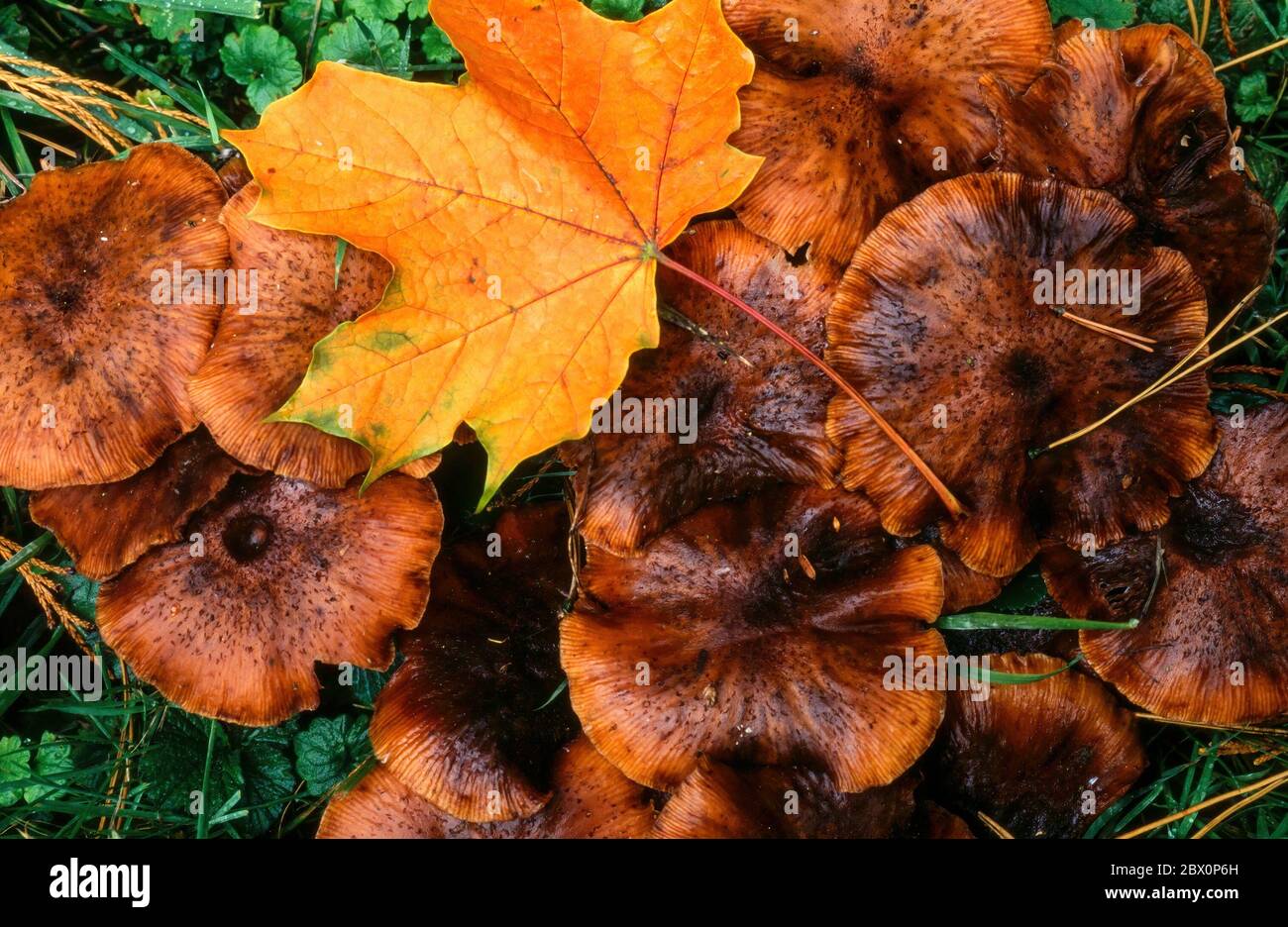 Gros plan d'une feuille d'érable jaune vif tombée sur des sommets de champignons bruns plats en automne, Angleterre, Royaume-Uni. Banque D'Images