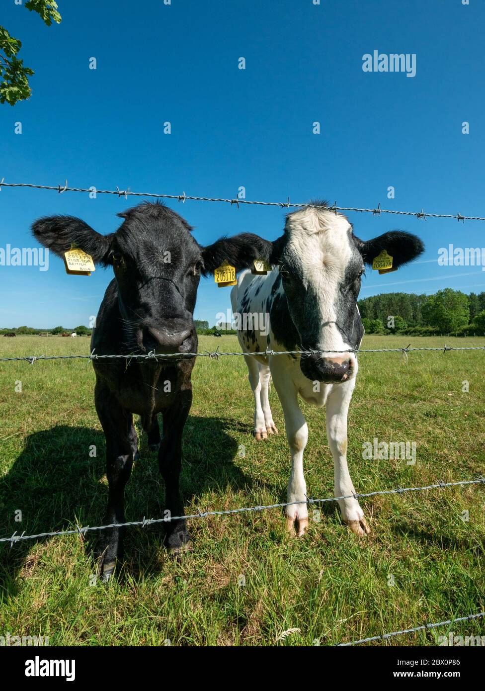 Gros plan de deux jeunes vaches noires et blanches regardant vers la caméra à travers des brins de clôtures bardées de fil, Leicestershire, Angleterre, Royaume-Uni Banque D'Images