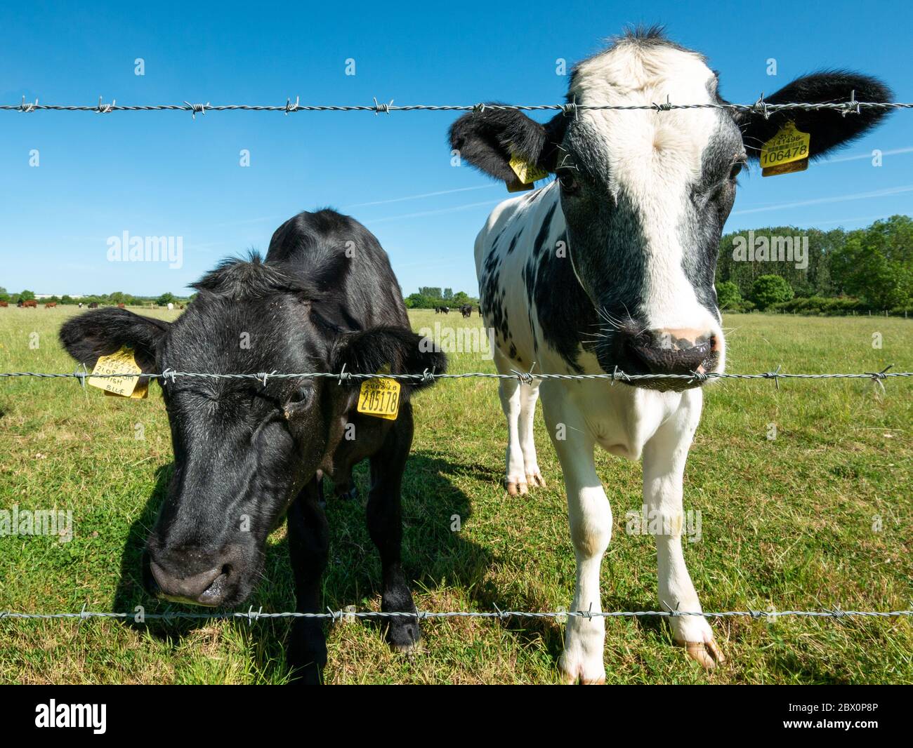 Vache noire et blanc Banque de photographies et d’images à haute résolution Alamy