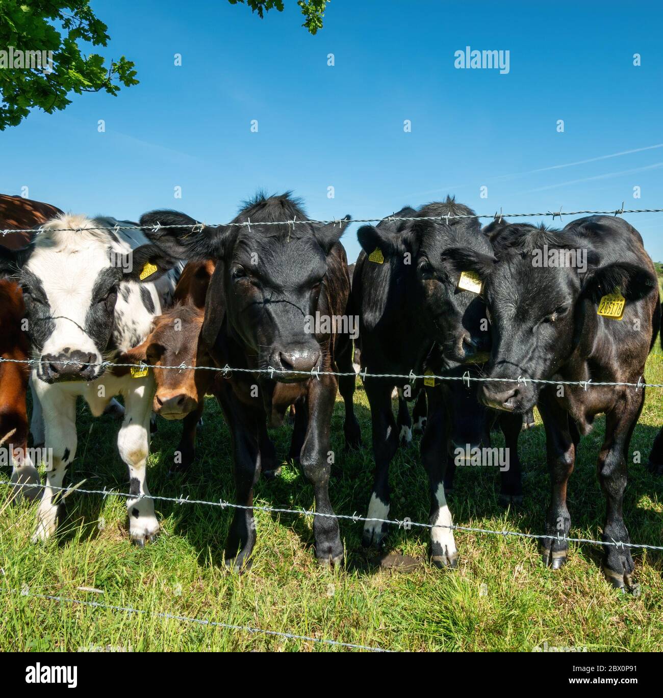 Un troupeau de jeunes vaches curieuses, noires et blanches (dont British Blue) regardant vers la caméra à travers la clôture barbelée, Leicestershire, Angleterre, Royaume-Uni Banque D'Images