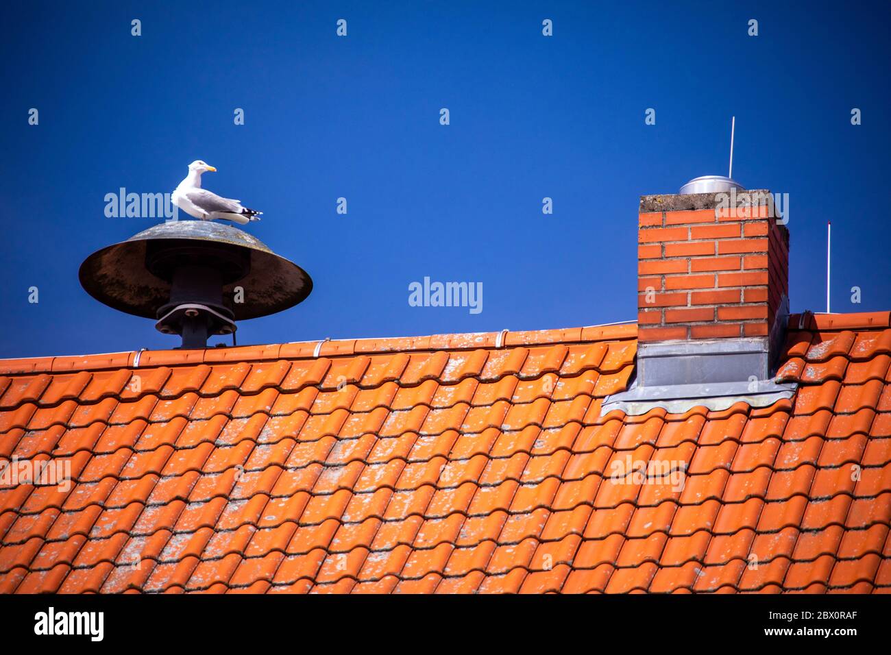Neu Reddevitz, Allemagne. 24 mai 2020. Un mouette se trouve sur la sirène sur le toit de l'hôtel de ville à la place du marché de la ville Putbus sur l'île de Rügen. Rügen est la plus grande île allemande en termes de superficie et, avec une population d'environ 77,000 000 habitants, la plus peuplée. Credit: Jens Büttner/dpa-Zentralbild/ZB/dpa/Alay Live News Banque D'Images