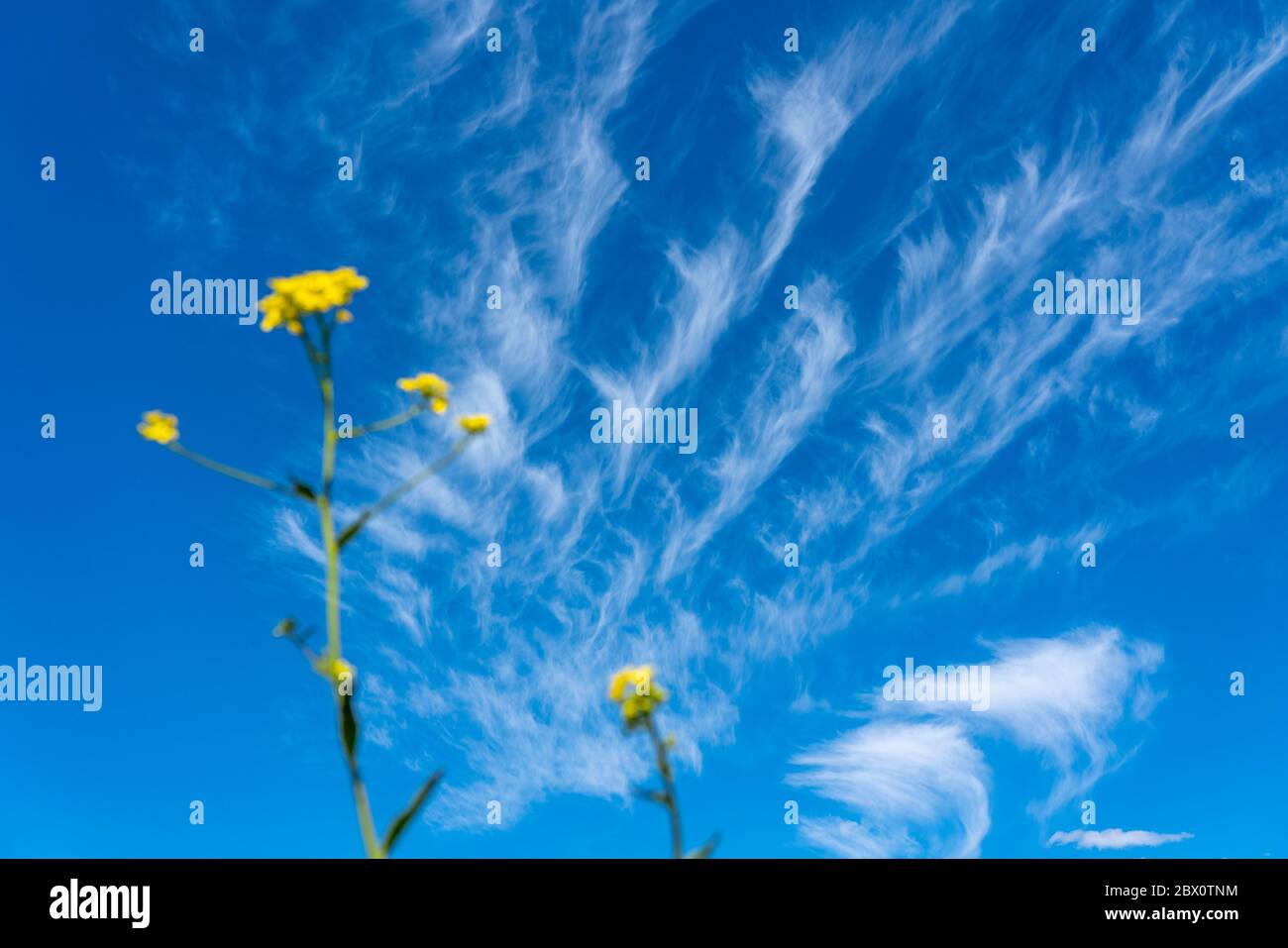 Ciel bleu avec des nuages cirrus, nuages de glace en filigrane à haute altitude, heurs de temps plus chaud, Banque D'Images