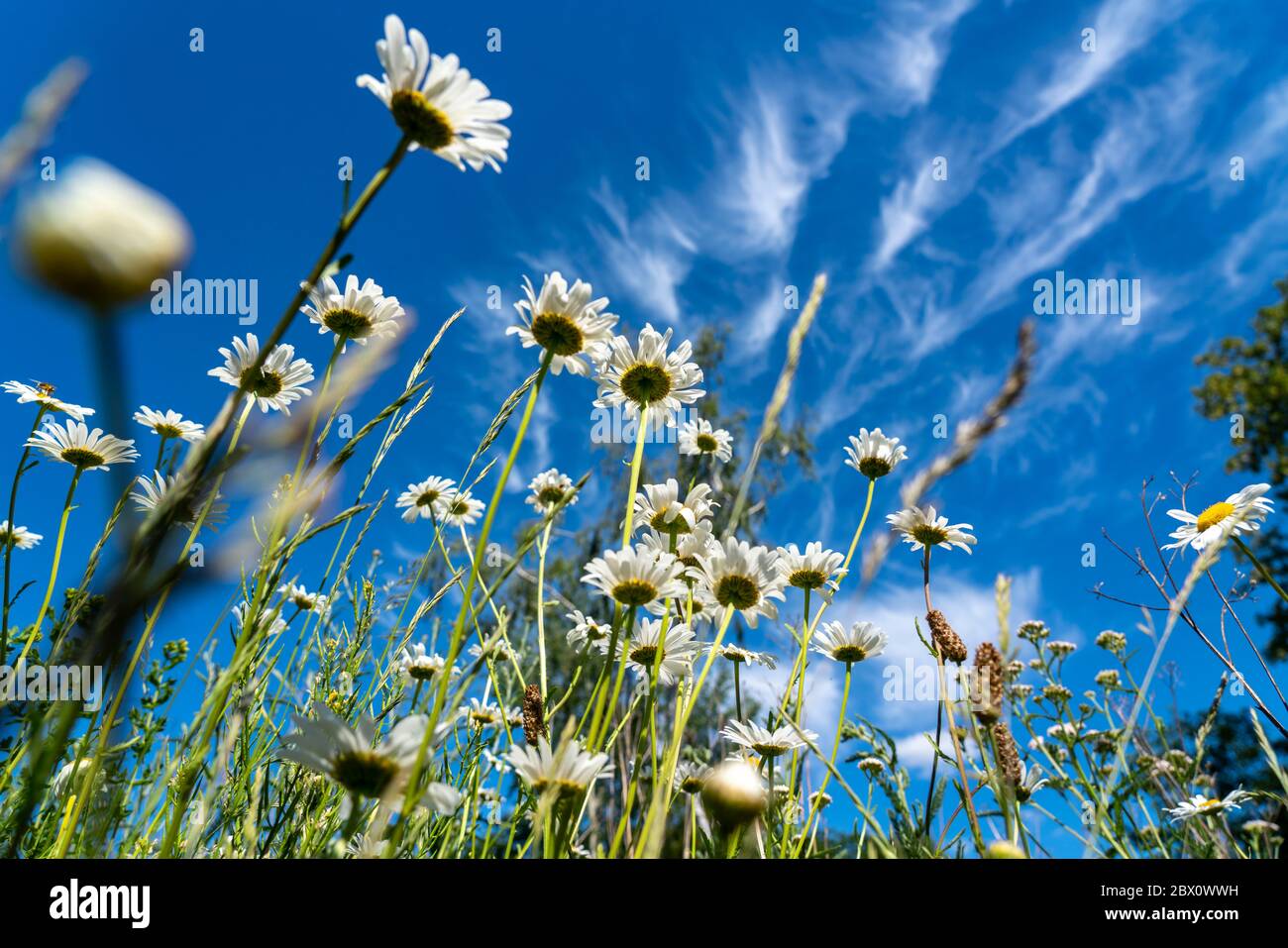 Ciel bleu avec des nuages cirrus, nuages de glace en filigrane à haute altitude, haies de temps chaud, prairie maigre fleurs marguerite, Banque D'Images