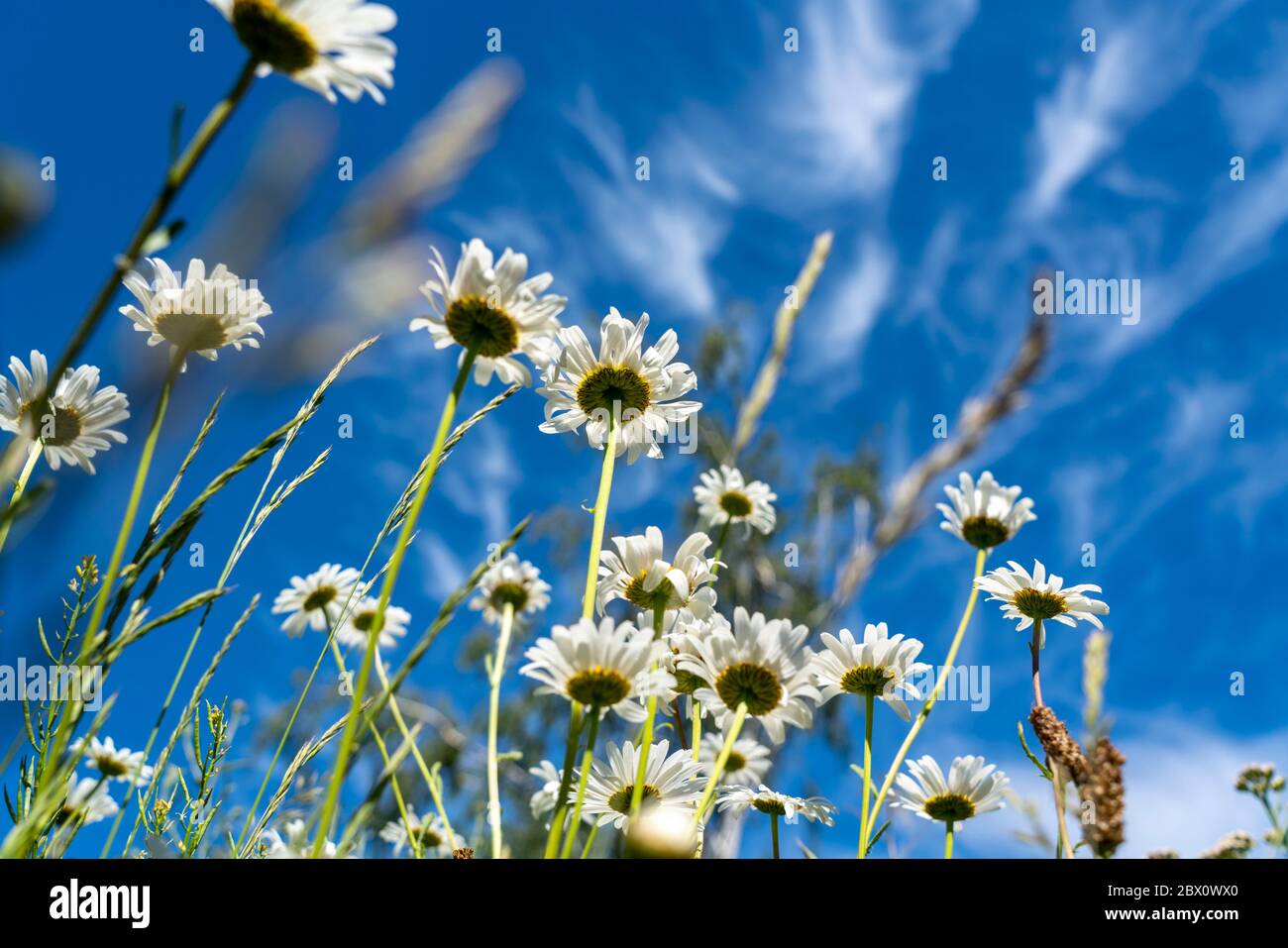 Ciel bleu avec des nuages cirrus, nuages de glace en filigrane à haute altitude, haies de temps chaud, prairie maigre fleurs marguerite, Banque D'Images