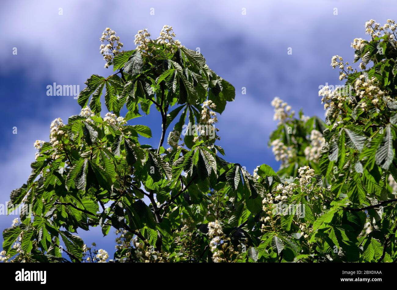 Le châtaignier blanc fleurit dans un feuillage vert contre le ciel Banque D'Images
