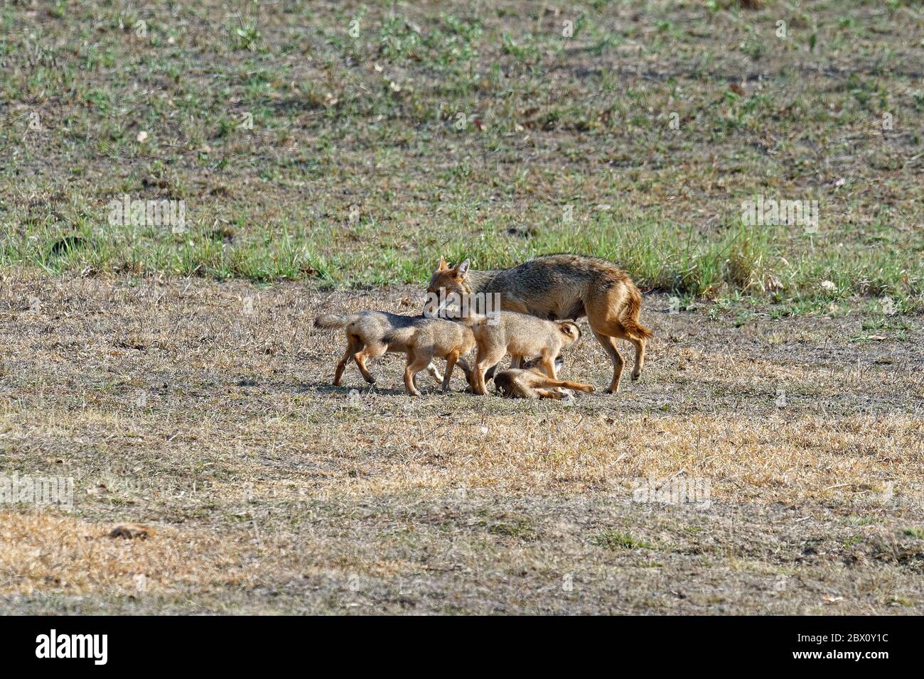 Femelle de la cachaal indienne (Canis aureus) se nourrissant et jouant avec ses petits, la réserve de tigre de Kanha ou le parc national de Kanha-Kisli, État de Madhya Pradesh, Inde Banque D'Images