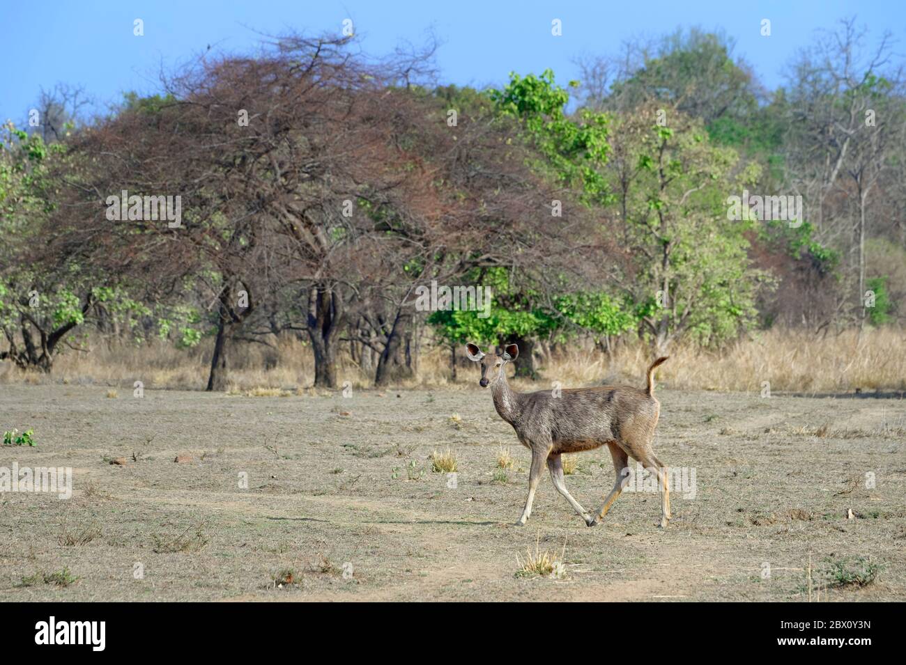 Cerf de Sambar féminin (rusa unicolor), réserve de tigre Tadoba Andhari, État du Maharashtra, Inde Banque D'Images