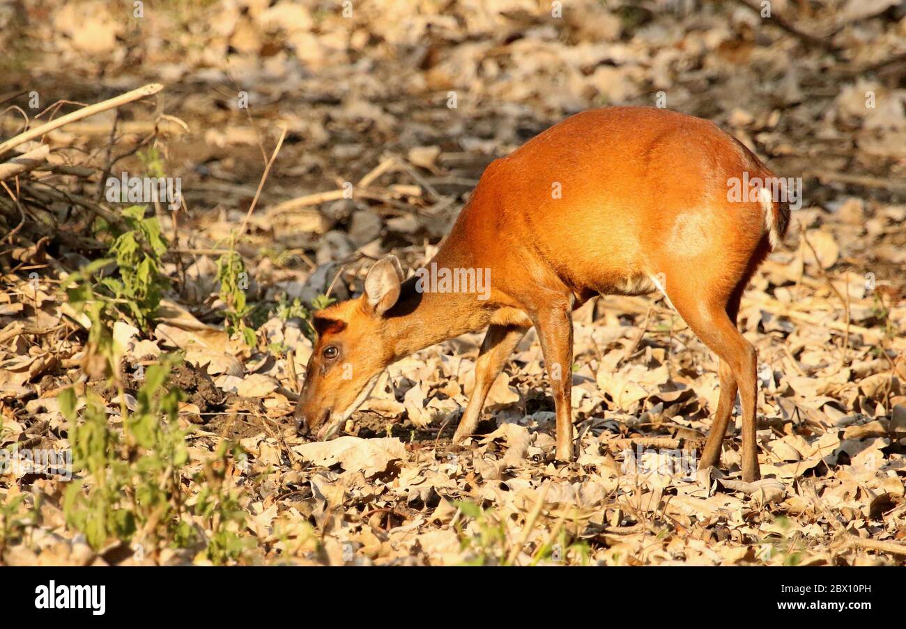 Femelle Barking Deer mangeant de l'herbe, Muntiacus, parc national de Nagarhole, Karnataka, Inde Banque D'Images