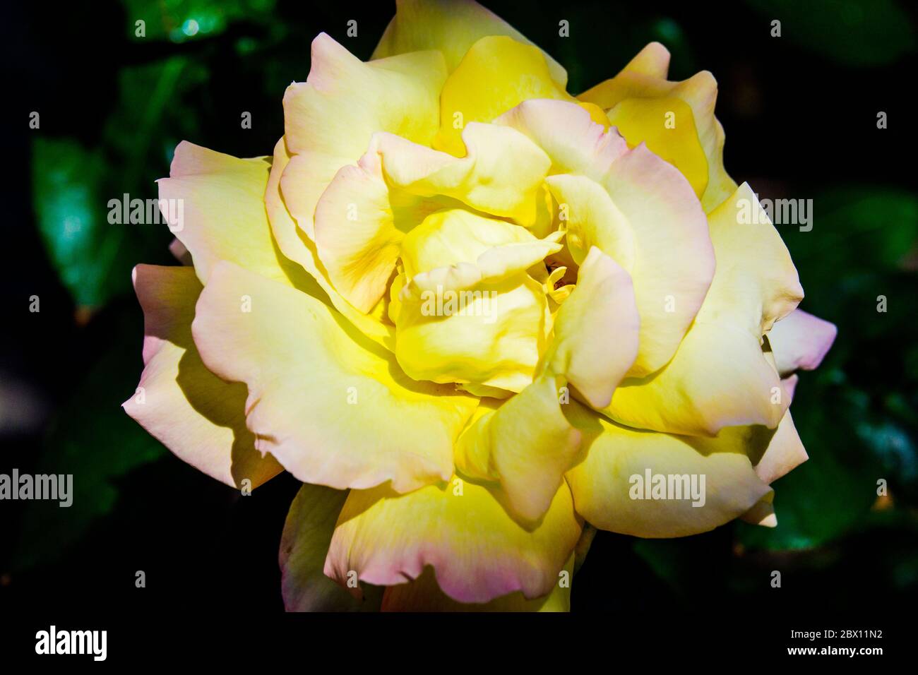 Belles fleurs de rose jaune dans le jardin. Banque D'Images