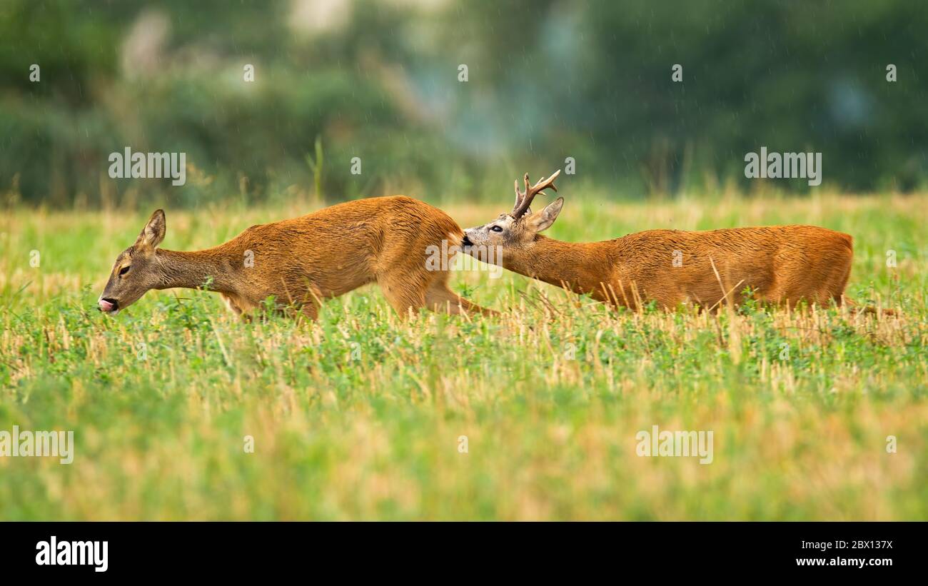 Couple de cerfs et de chevreuils en saison d'accouplement estivale sur terrain de chaume Banque D'Images