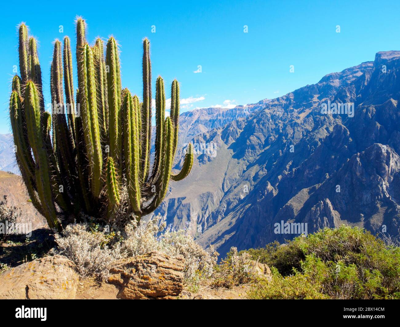 Cactus au bord du canyon de Colca - Pérou Banque D'Images
