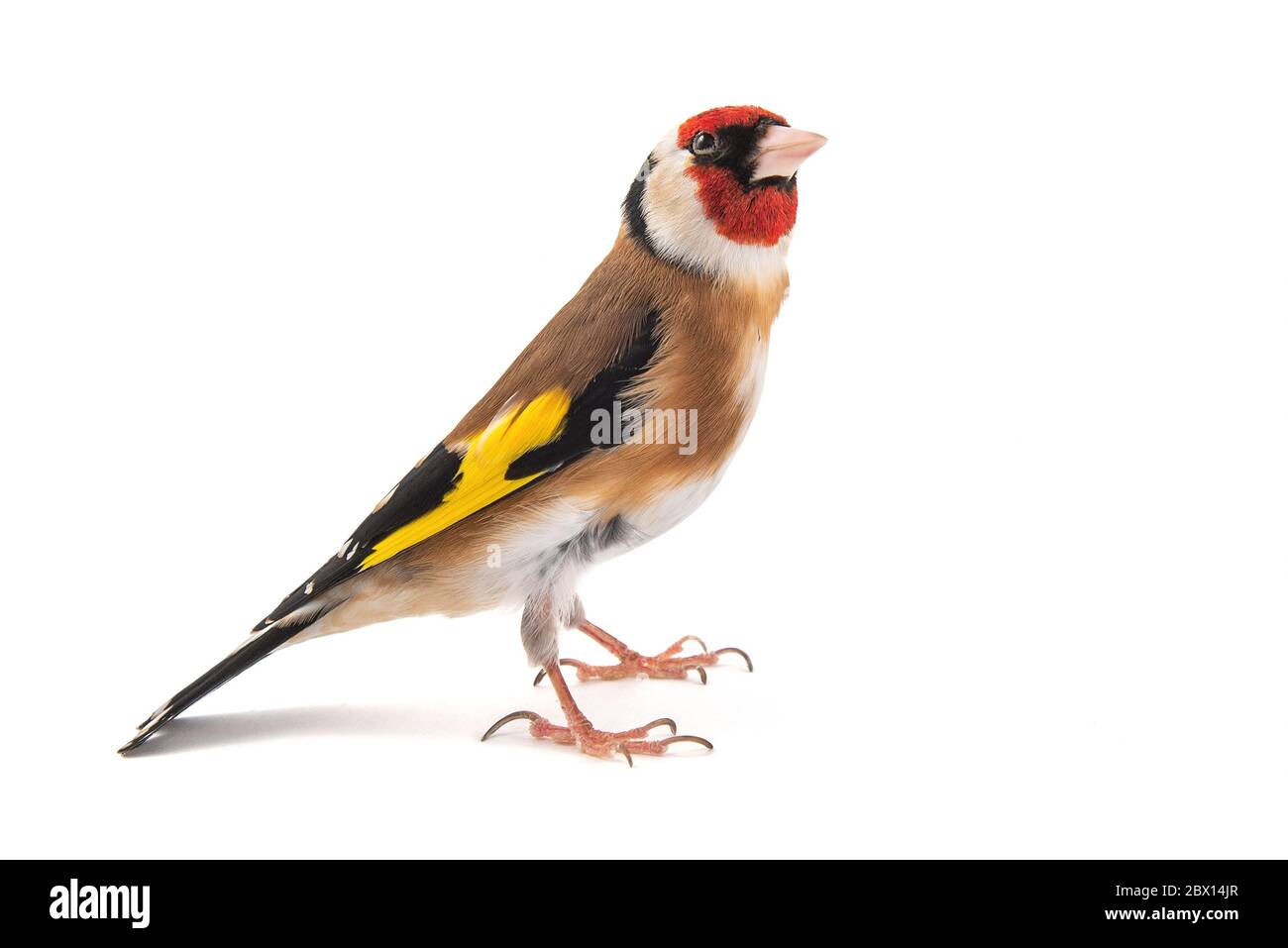 Européen Goldfinch, carduelis carduelis, debout isolé sur fond blanc Banque D'Images